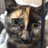Flemeth, kotka do adopcji