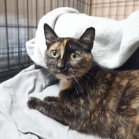 Flemeth, kotka do adopcji