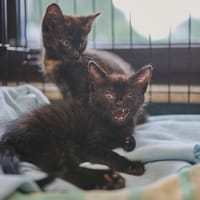 Vi, kotka do adopcji