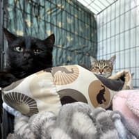 Vin, kot do adopcji