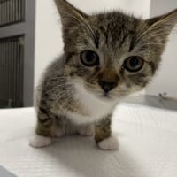 Gouda, kotka do adopcji