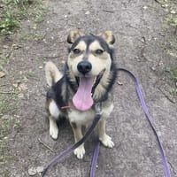 Zuko, pies do adopcji