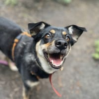 Saba, suczka do adopcji