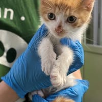Topik, kot do adopcji