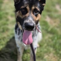 Nox, pies do adopcji