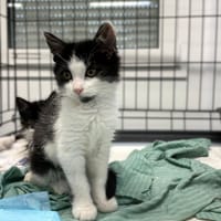 Gaja, kotka do adopcji