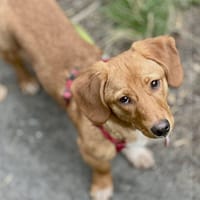 Abi, suczka do adopcji