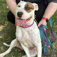 Mia, suczka do adopcji