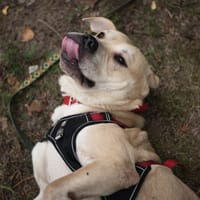 Norek, pies do adopcji