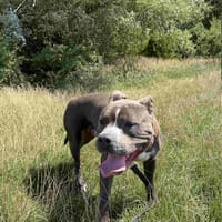 Ozzy , pies do adopcji