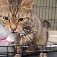Gacek, kot do adopcji