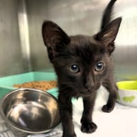 Szila, kotka do adopcji