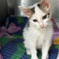 Książę Franz, kot do adopcji