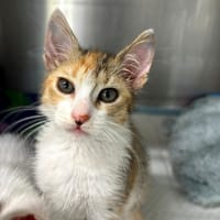 Księżniczka Sisi, kotka do adopcji