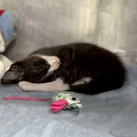 Lesio, kot do adopcji