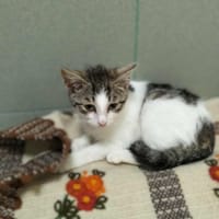 Fraszka, kotka do adopcji