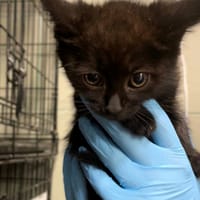 Lira, kot do adopcji