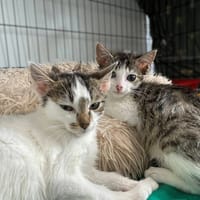 Jaguar, kot do adopcji