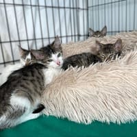 Tiger, kot do adopcji