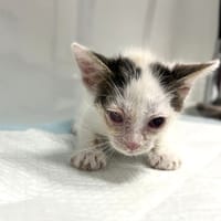 Śpioszek, kot do adopcji