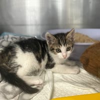Wars, kot do adopcji