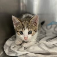 Sawa, kotka do adopcji