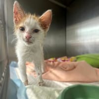 Tajfun, kot do adopcji