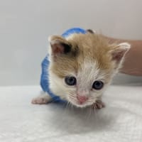 Mary-Kate, kotka do adopcji