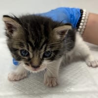 Ashley , kotka do adopcji