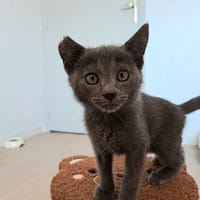 IVAR, chat à adopter