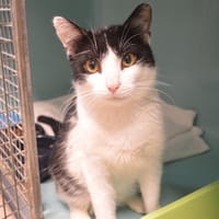 Jim Cab4247, chat à adopter