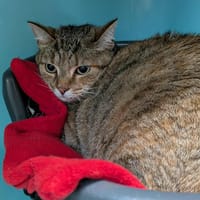 LILI QCT, chatte à adopter
