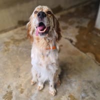 OASIS, chien à adopter