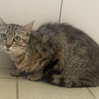 AMY, chatte à adopter