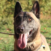 Jack, chien à adopter