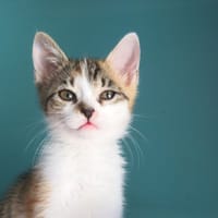 Aquarelle, chatte à adopter