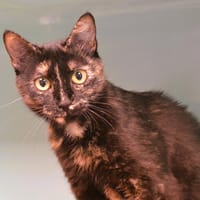 Lili Cab4172, chatte à adopter