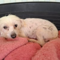 CARTOON, chienne à adopter