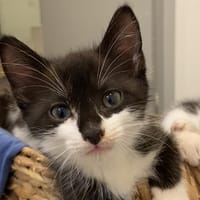 BELLATRIX, chatte à adopter