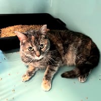 Airelle, chatte à adopter