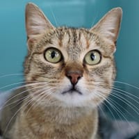 PIPLETTE, chatte à adopter