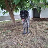 COOPER, chien à adopter