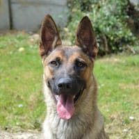 MAYA CHAO, chienne à adopter