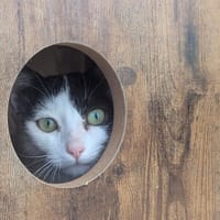 Cocopops, chatte à adopter