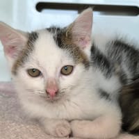 COOKIE, chat à adopter
