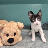 HENDRIX, chat à adopter