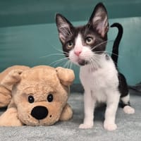 HENDRIX (réservé), chat à adopter