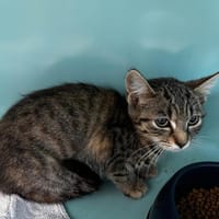 Filou, chatte à adopter