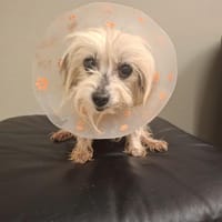 Patsy, chienne à adopter