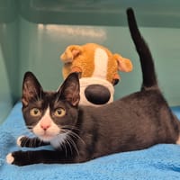 HARIBO, chat à adopter